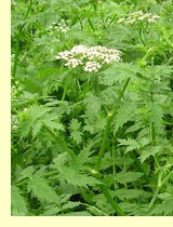 Поручейник широколистный (Sium latifolium L) Поручейник широколистный (Sium latifolium L)